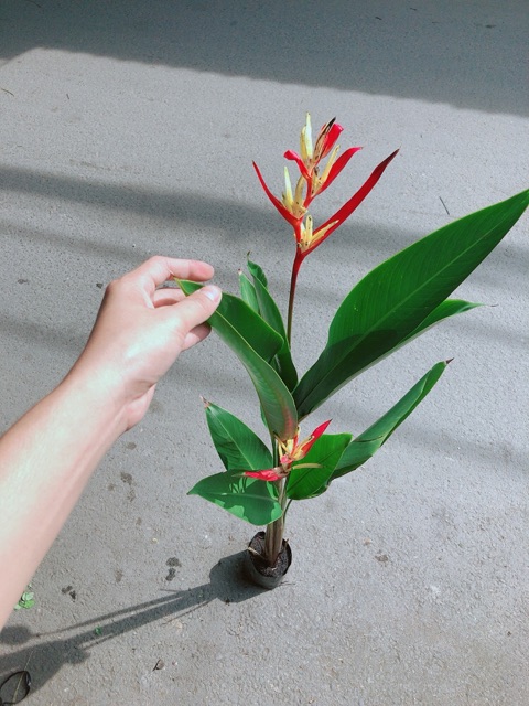 [HCM]Cây Chuối Mỏ Két