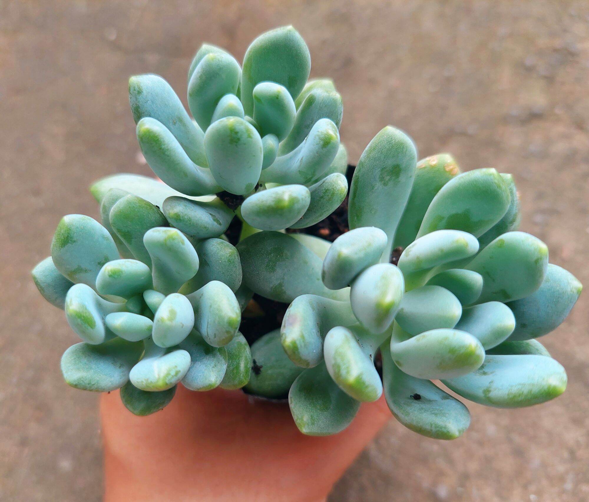 Sen đá SỎI TRẮNG giống mới size bầu 5-6cm