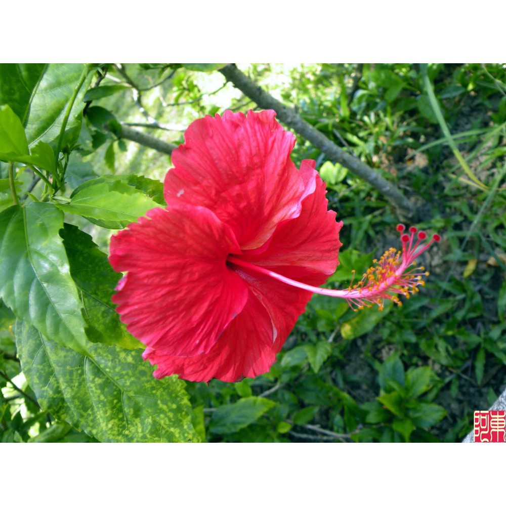 Cây hoa dâm bụt thái lan đủ màu