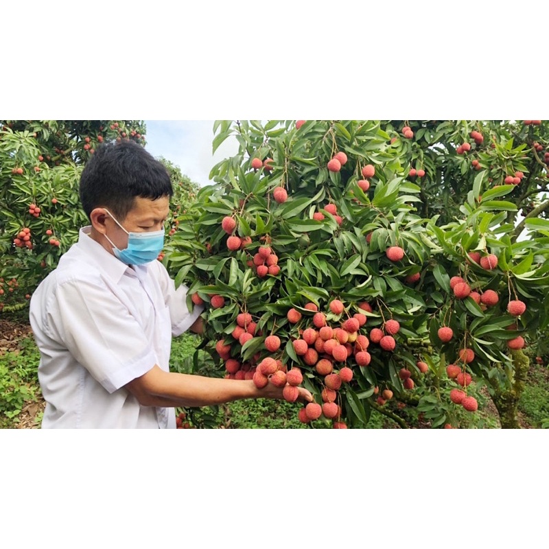 Cây vải thiều chiết cành to