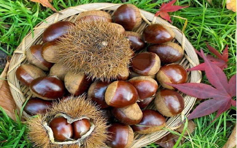 Cây giống hạt dẻ Trùng Khánh
