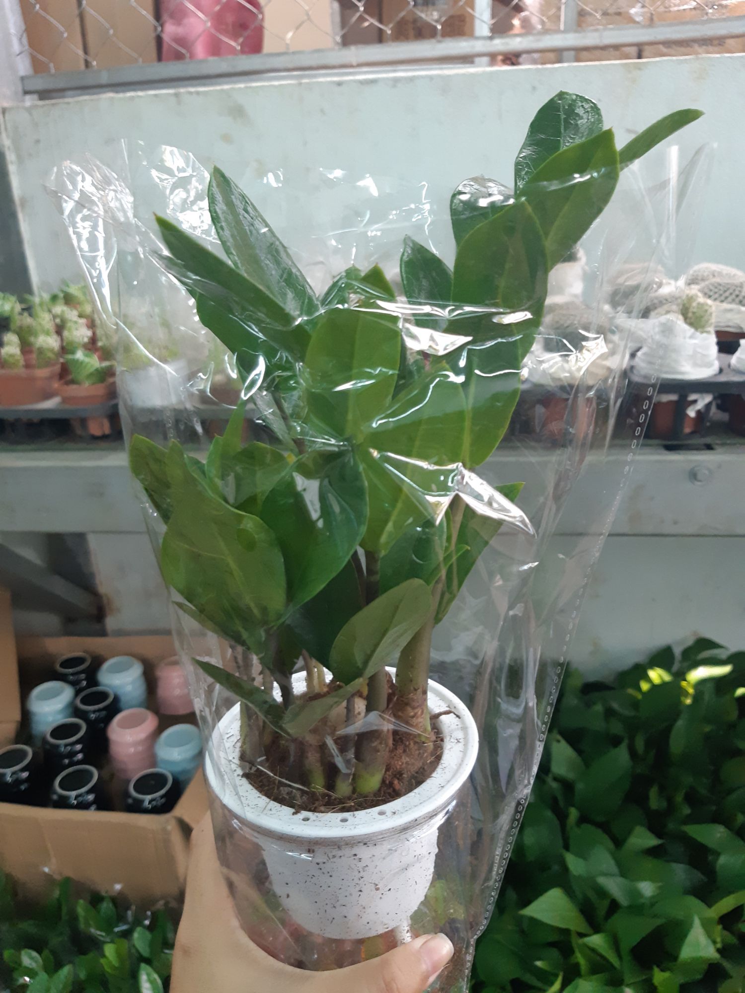 kim tiền thủy sinh