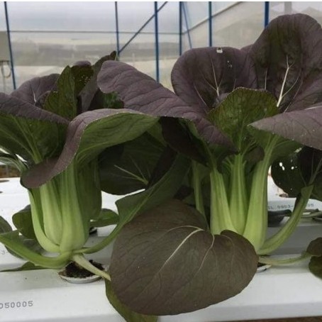 Hạt giống cải Pakchoi Tím (Red Ruby) 200 hạt