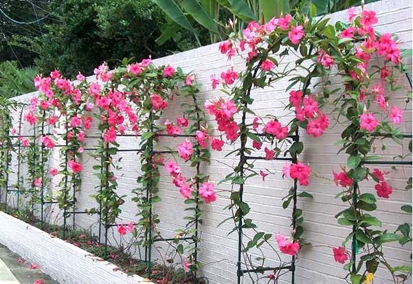 Cây Hồng Anh - Cây cảnh sân vườn
