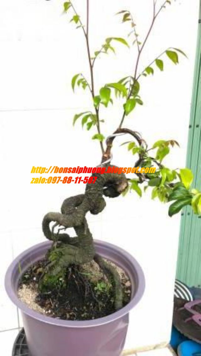 cây khế bonsai mini