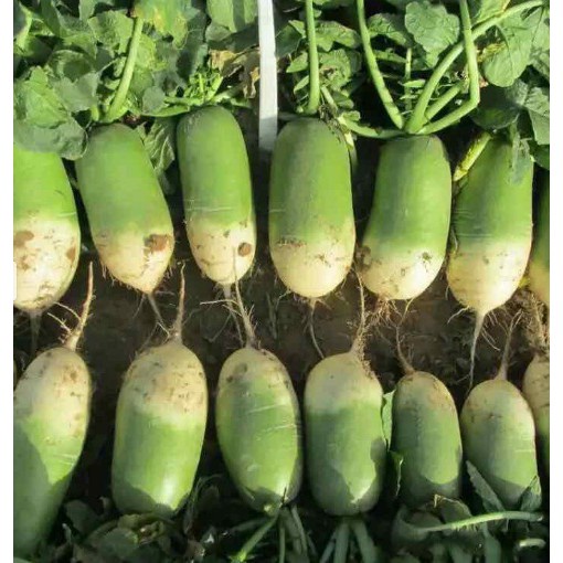 Hạt giống Củ Cải Xanh TN