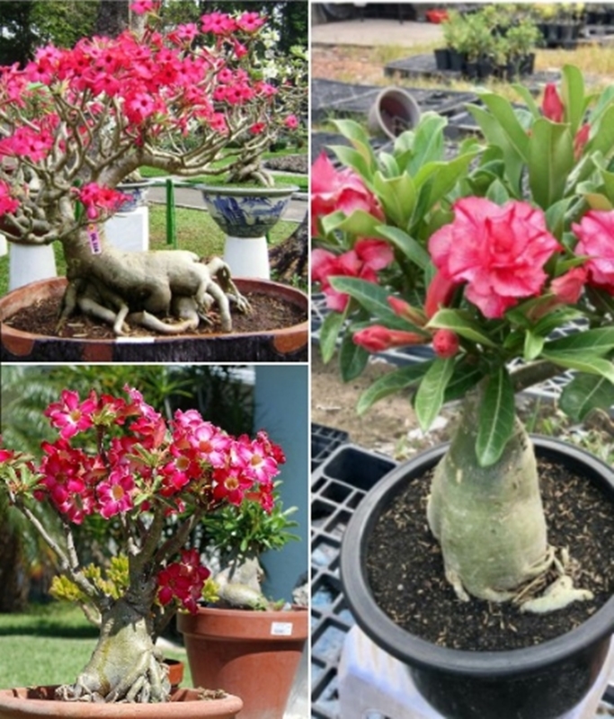 Hạt giống hoa Sứ Thái