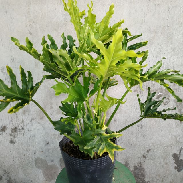 Trầu Bà Thanh Xuân - Cây cảnh trong nhà