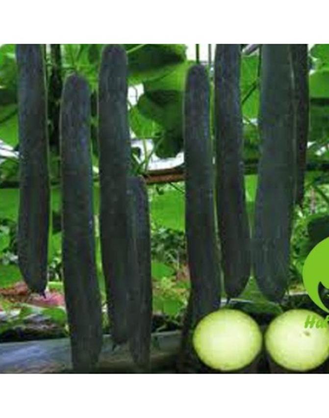 Hạt giống Bí sặt cao sản