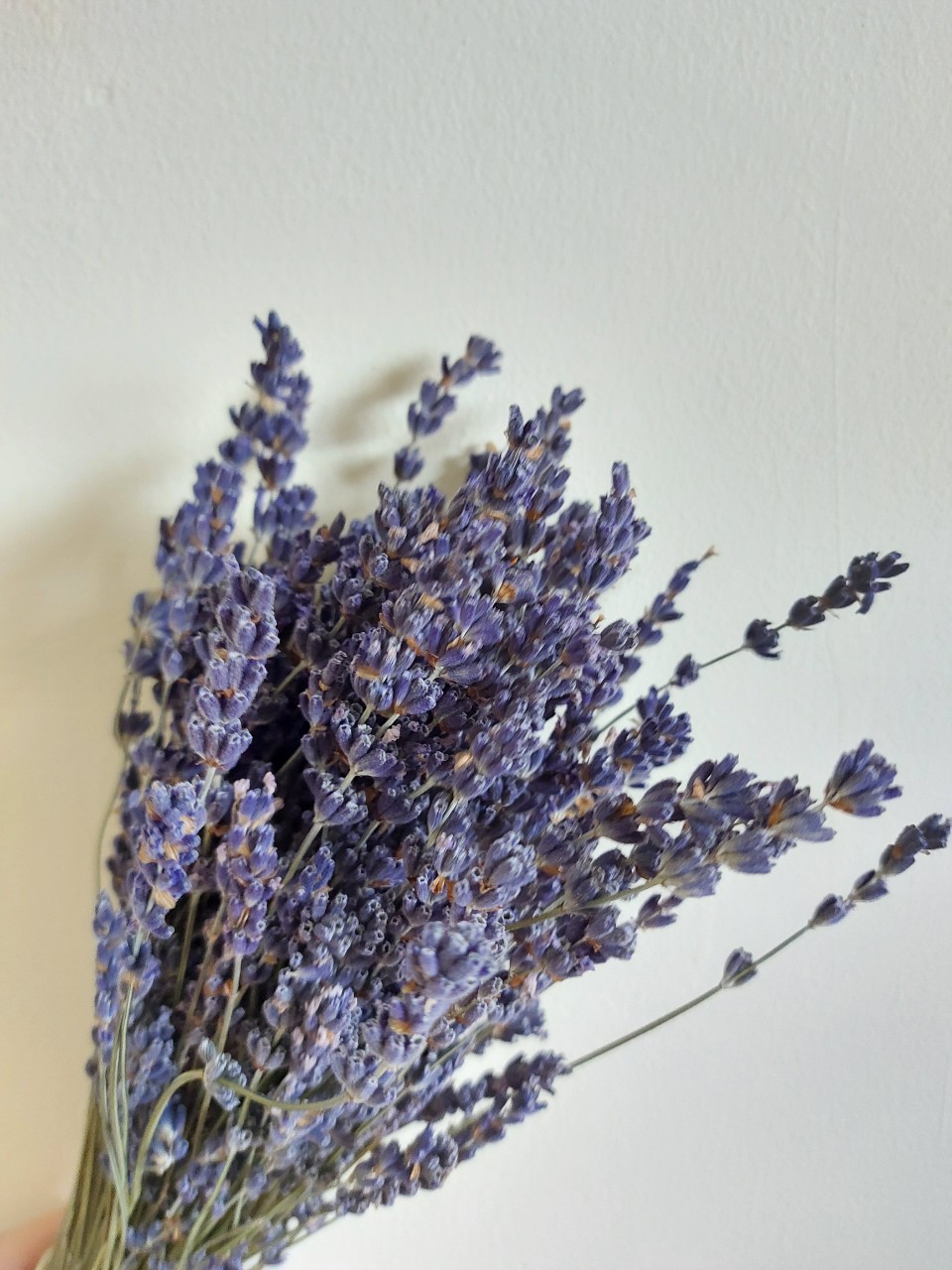 Bó Lavender khô Pháp 300 cành