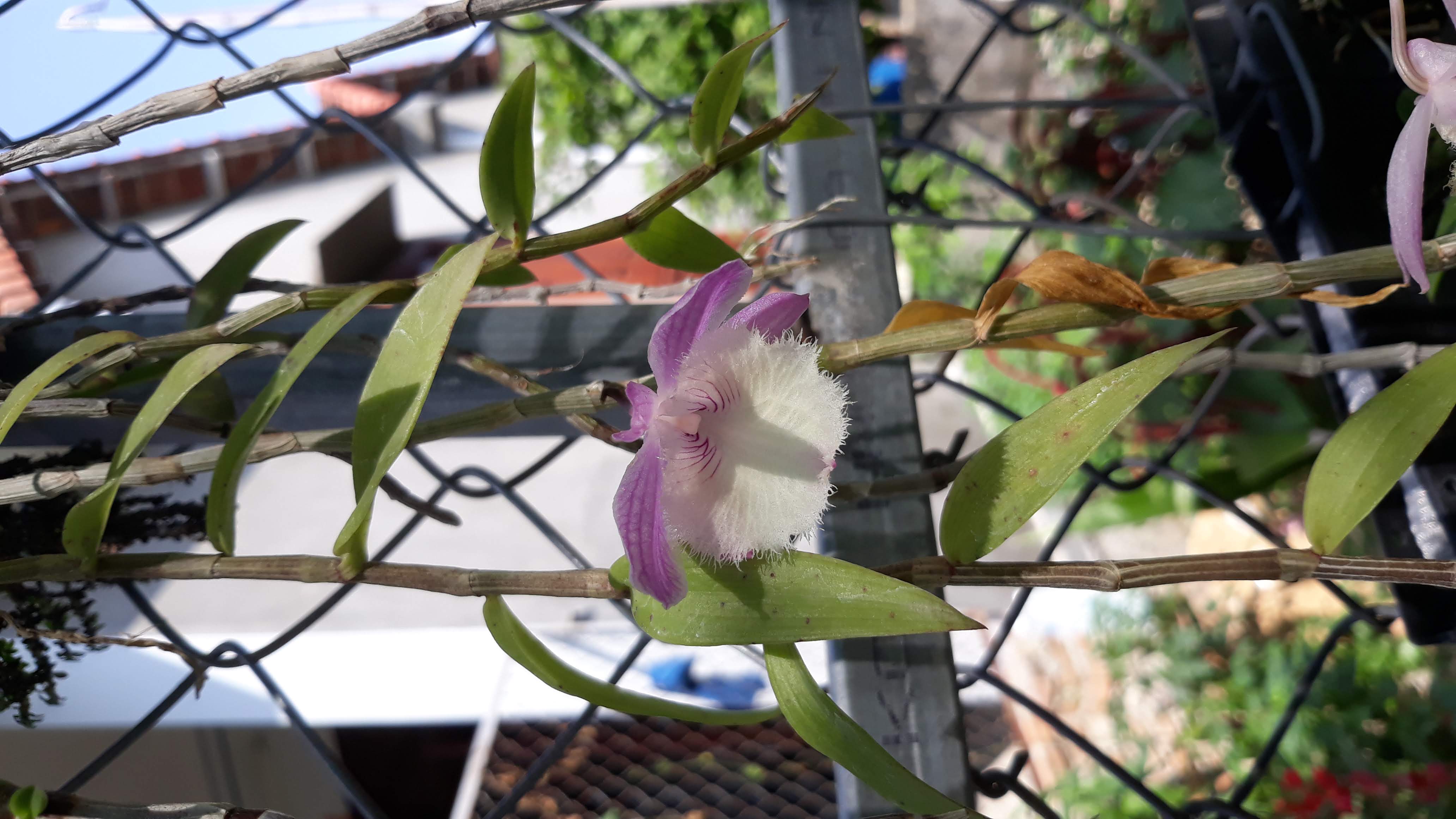 Combo 10 kie Hạc vỹ thiên cung, kie dài 5-10cm