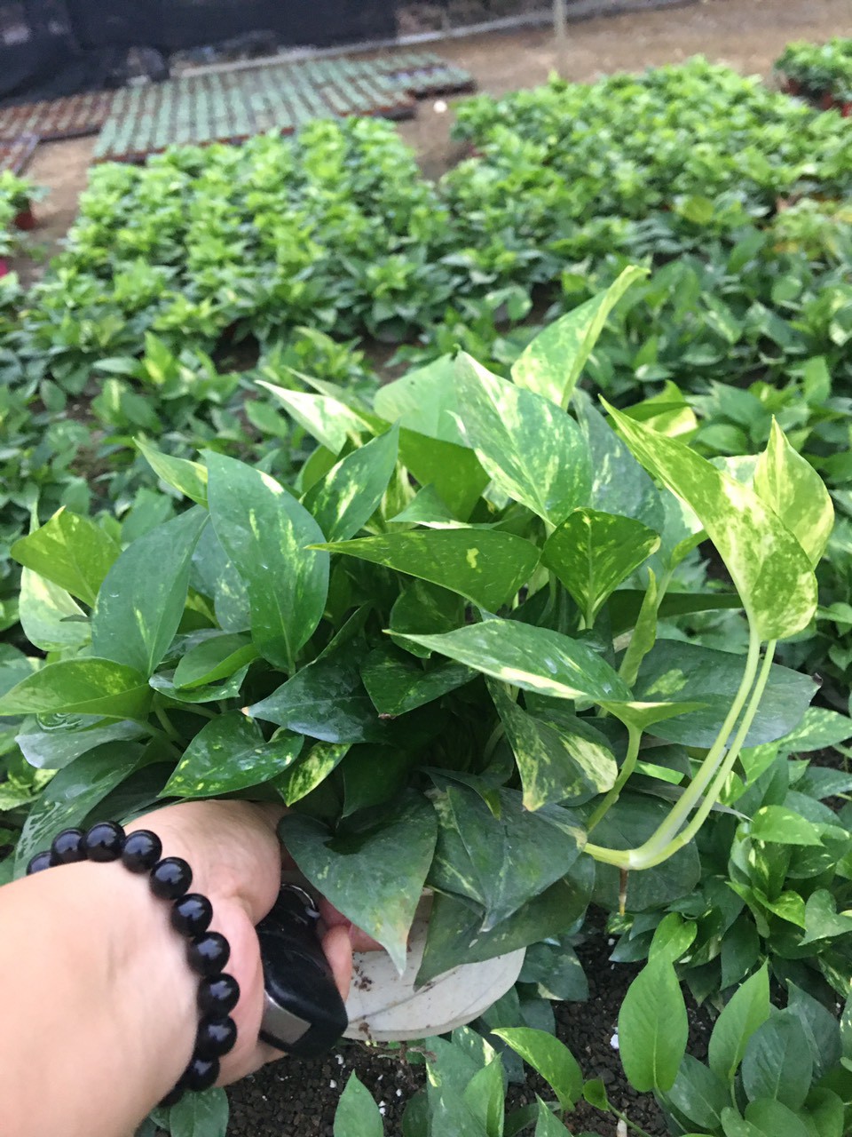 giá gốc - CÂY VẠN NIÊN THANH chậu treo