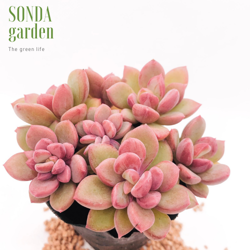 SEN ĐÁ AURORA GEM SIZE BÉ SIÊU KHỎE ĐẸP LỖI 1 ĐỔI 1