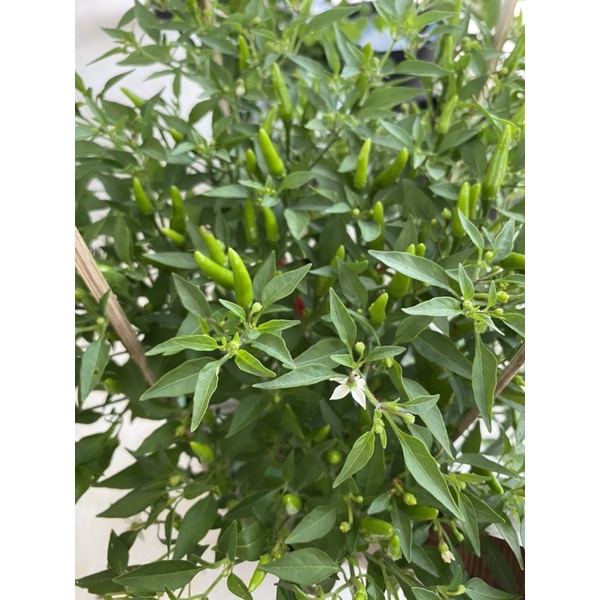 Cây ớt hiểm