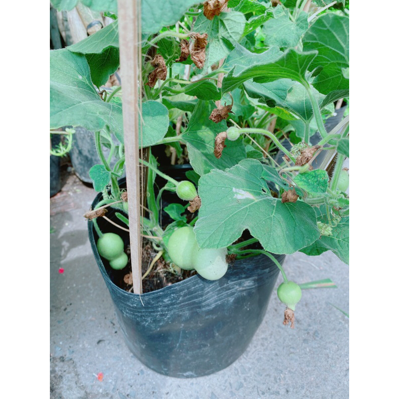Bụi Bầu Hồ Lô