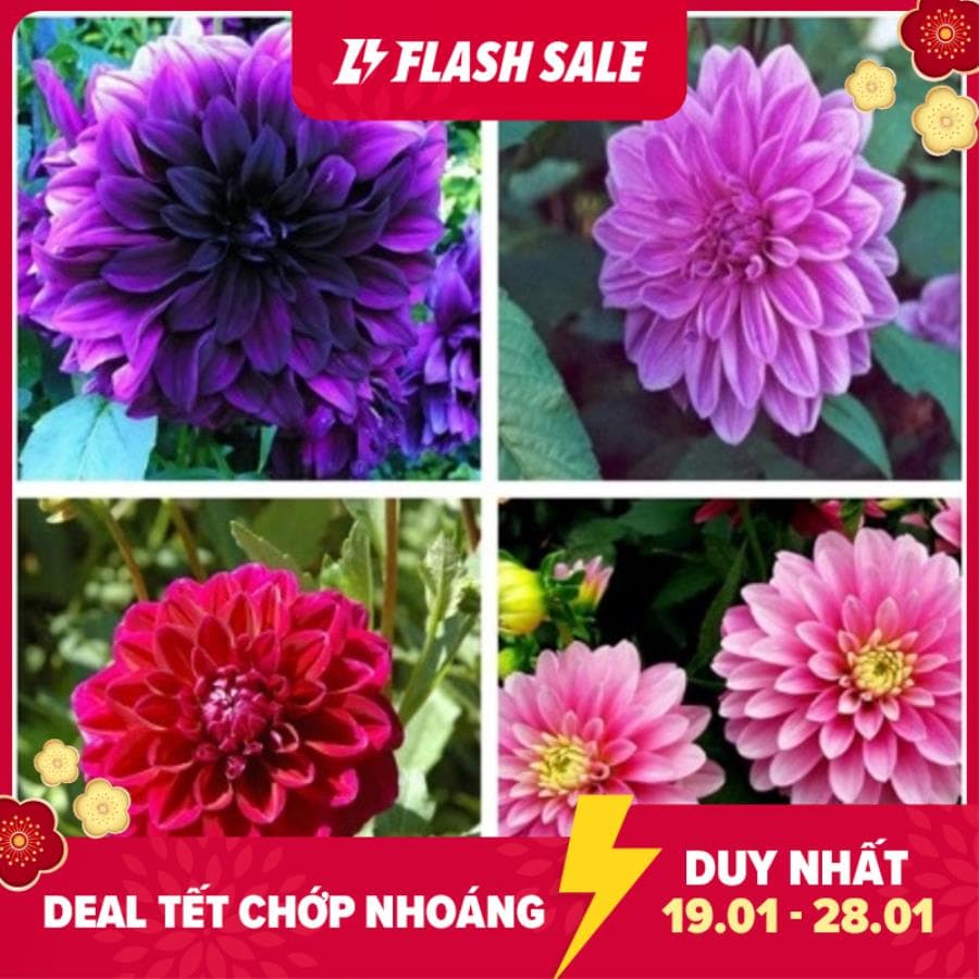 HG20 Hạt giống hoa thược dược nhiều màu (thược dược kim cương) 20 hạt