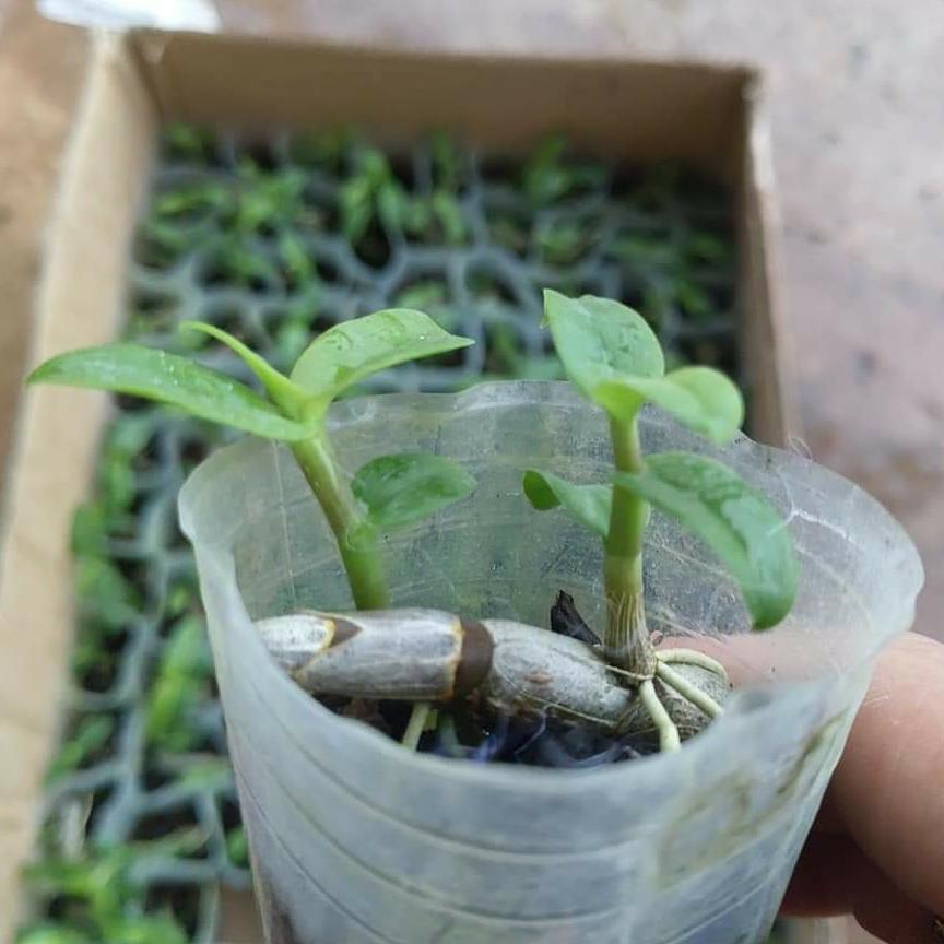 3 Cốc Giả Hạc ươm kie hoa xổ số