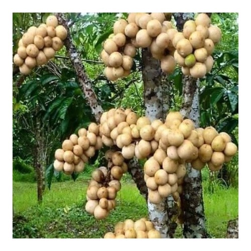 CÂY GIỐNG BÒN BON THÁI - DÂU DA ĐẤT ( ĐỎ VÀ VÀNG ) SAI TRĨU QUẢ