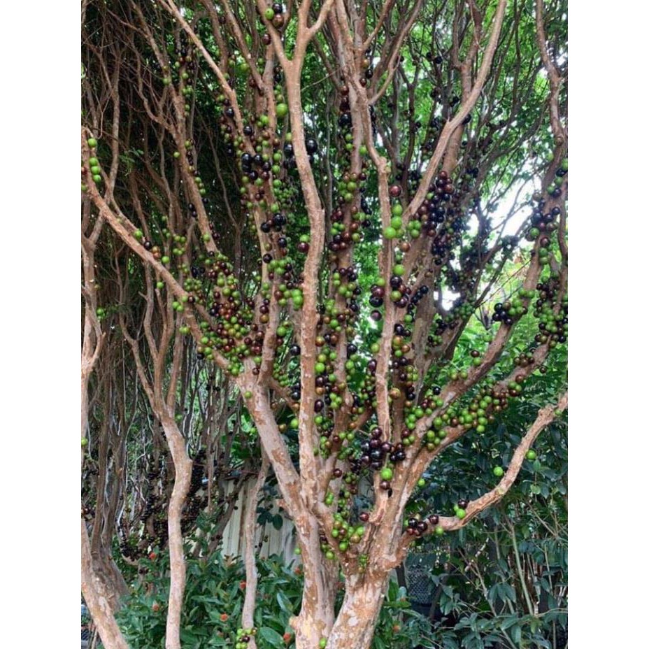 Nho thân gỗ tứ quý bé - Loại F1