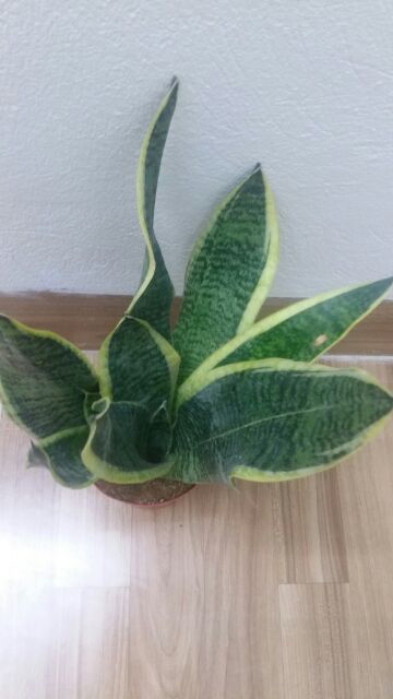 Cây Lưỡi Hổ Thái Để Bàn