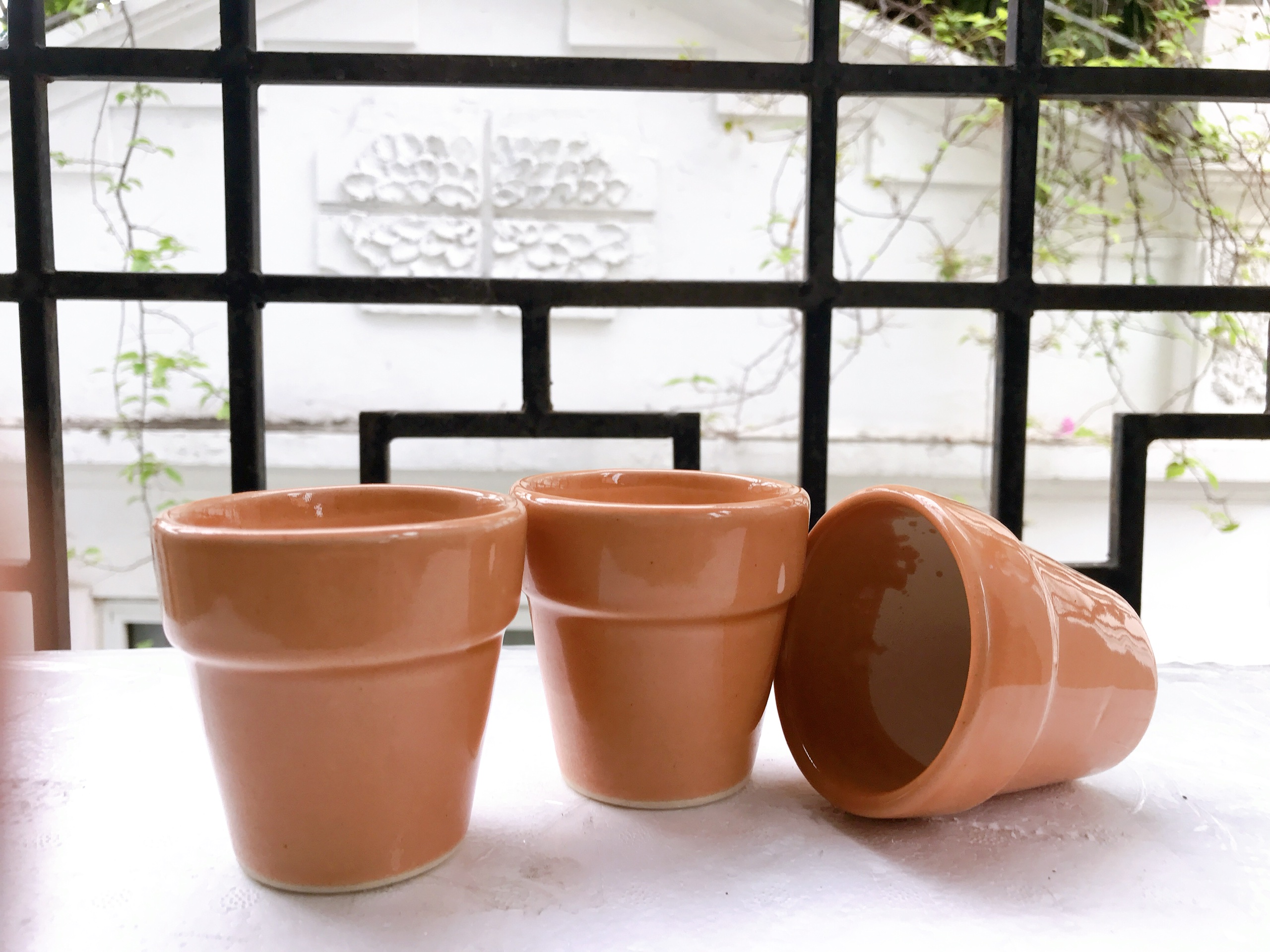 Cây ăn thịt , hoa ăn thịt , cây bắt ruồi , cây kẹp ruồi dòng B52