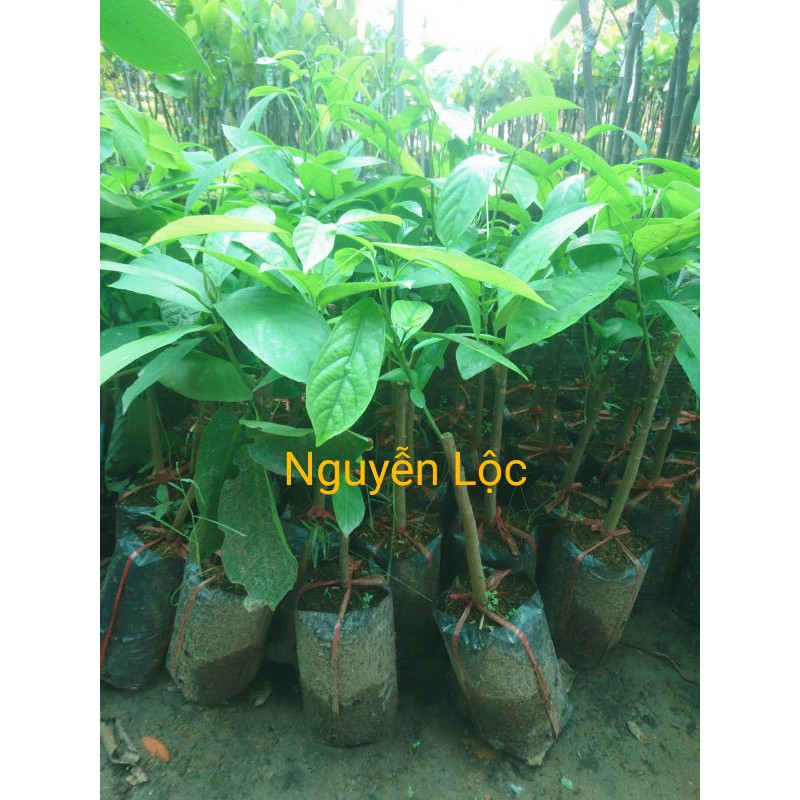 Cây giống dâu da xanh trái sớm- Hoa kiểng Nguyễn Lộc- Cây giống chất lượng cao