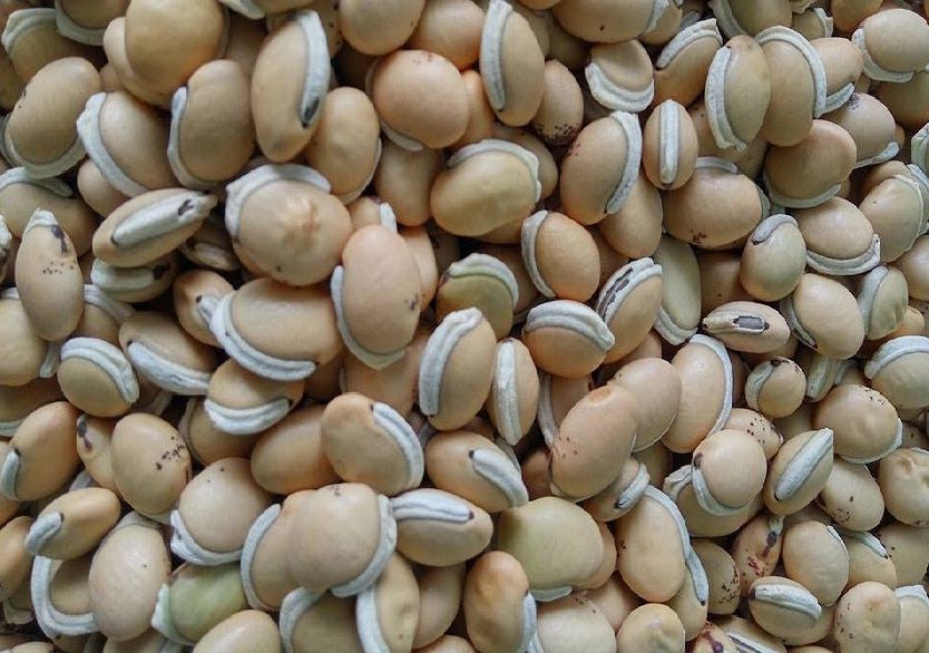 COMBO 2kg ĐẬU VÁN TRẮNG DÙNG NẤU CHÈ