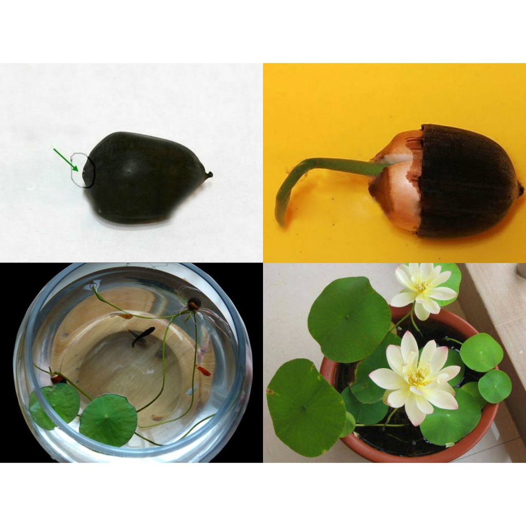 10 Hạt Giống Hoa Sen Nhật Mini Mix