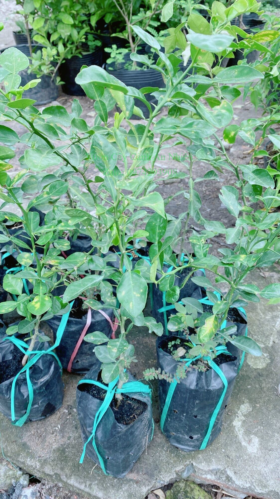 Cây Chanh Chúc (chanh thái)