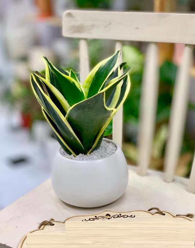CÂY LƯỠI HỔ SIÊU LÙN SIÊU ĐẸP HÀNG THÁI,CÂY PHONG THỦY ĐỂ BÀN VƯỢNG KHÍ CHO  GIA CHỦ | Lazada.vn