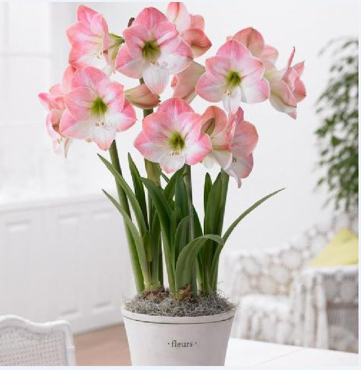 Set of 2 Lily Bulbs (1 Red Velvet Flower Bulb + 1 Peach Rose Bulb)