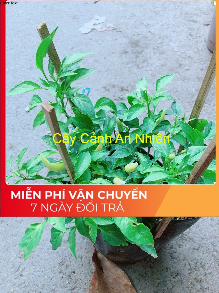 Bụi Ớt Sừng Trâu