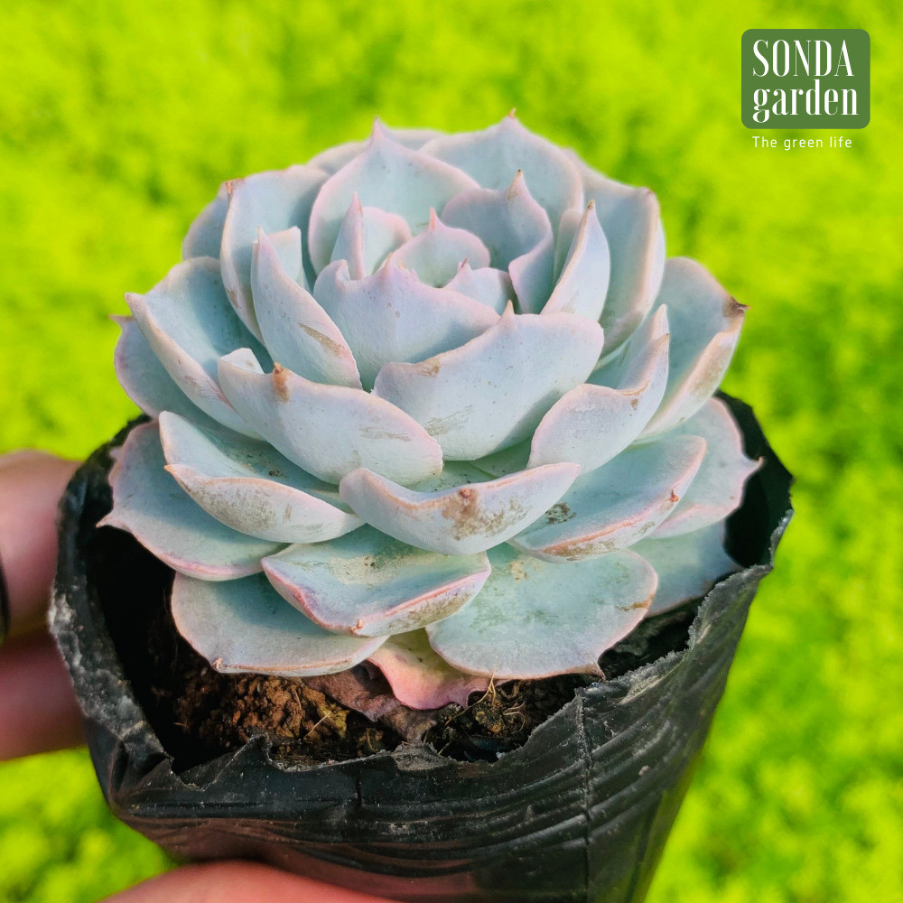 SEN ĐÁ HỒNG PHẤN SIZE BÉ SIÊU KHOẺ ĐẸP LỖI 1 ĐỔI 1