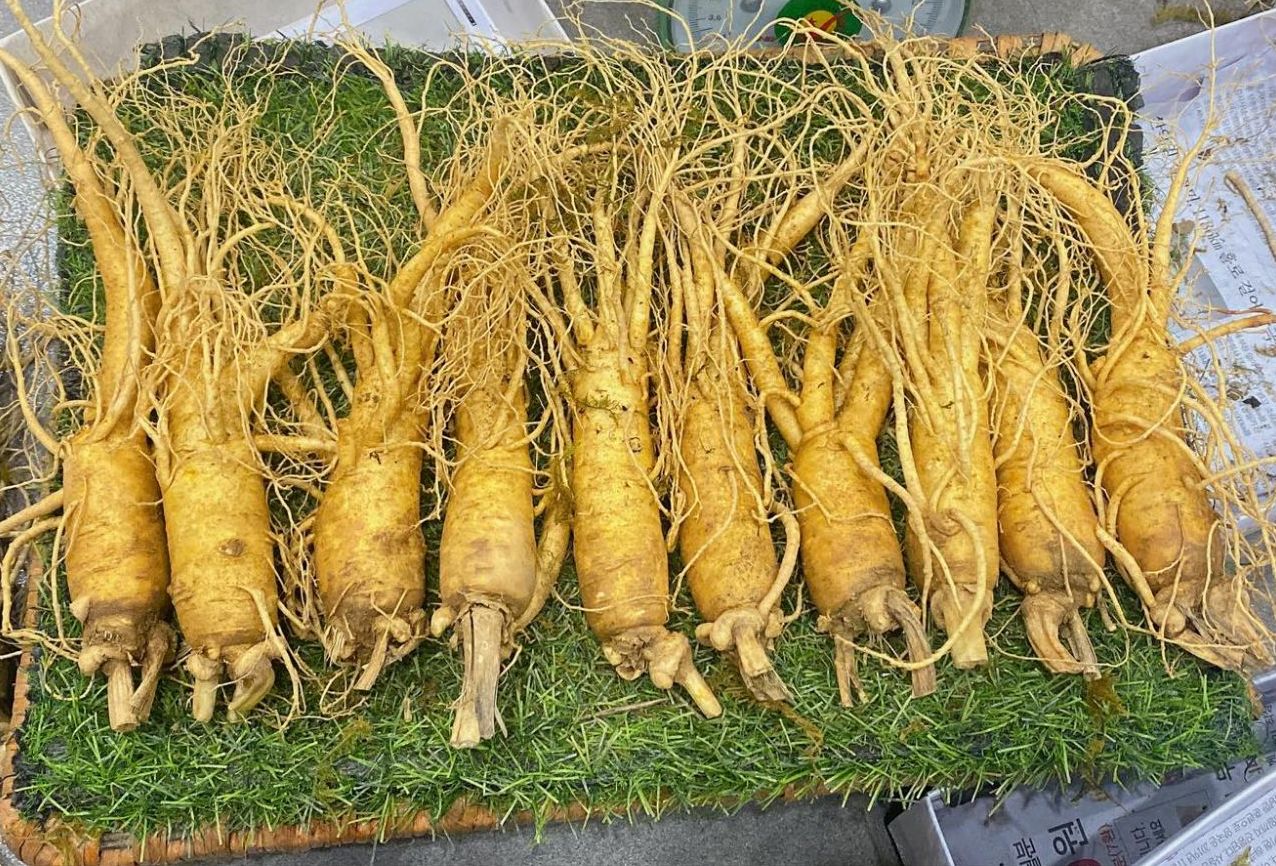 Sâm tươi hàn quốc loại 10 củ đủ 6 năm tuổi