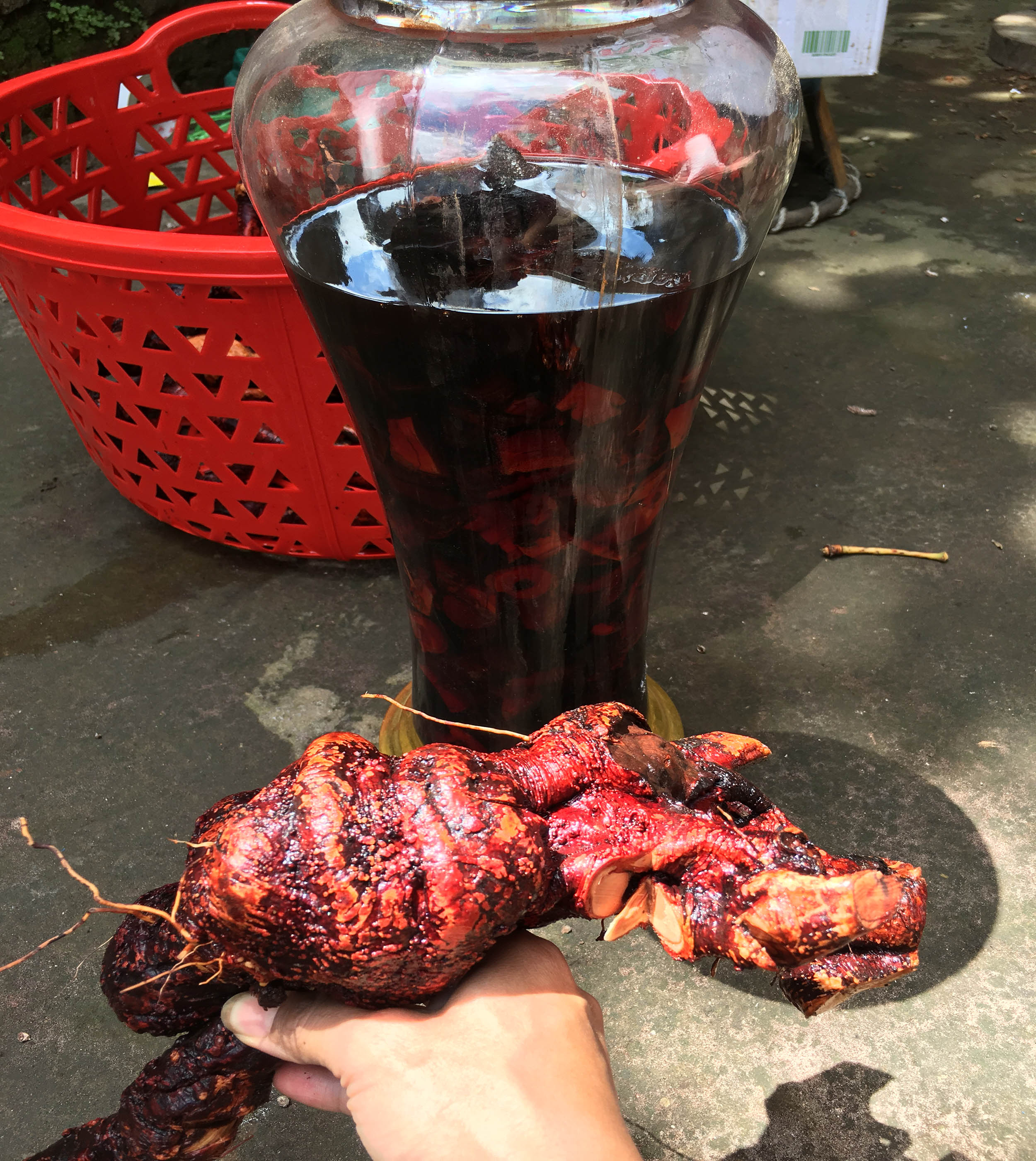 3 Kg Rễ  Mú Từn Tươi- Hàng Vip