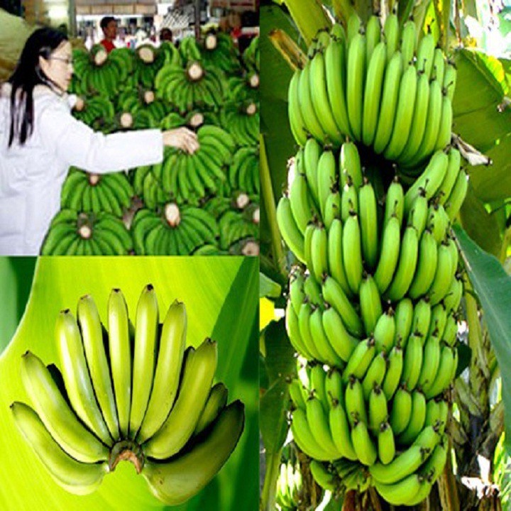 cây giống Chuối tiêu hồng nuôi cấy mô