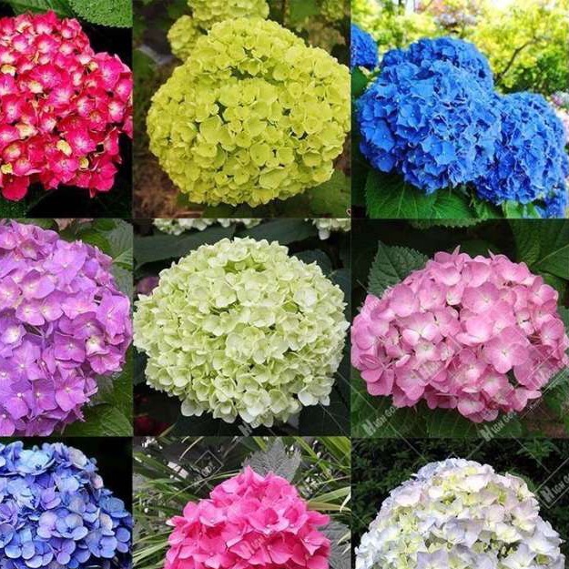 Hoa Cẩm Tú Cầu giống combo 5 cây đủ màu