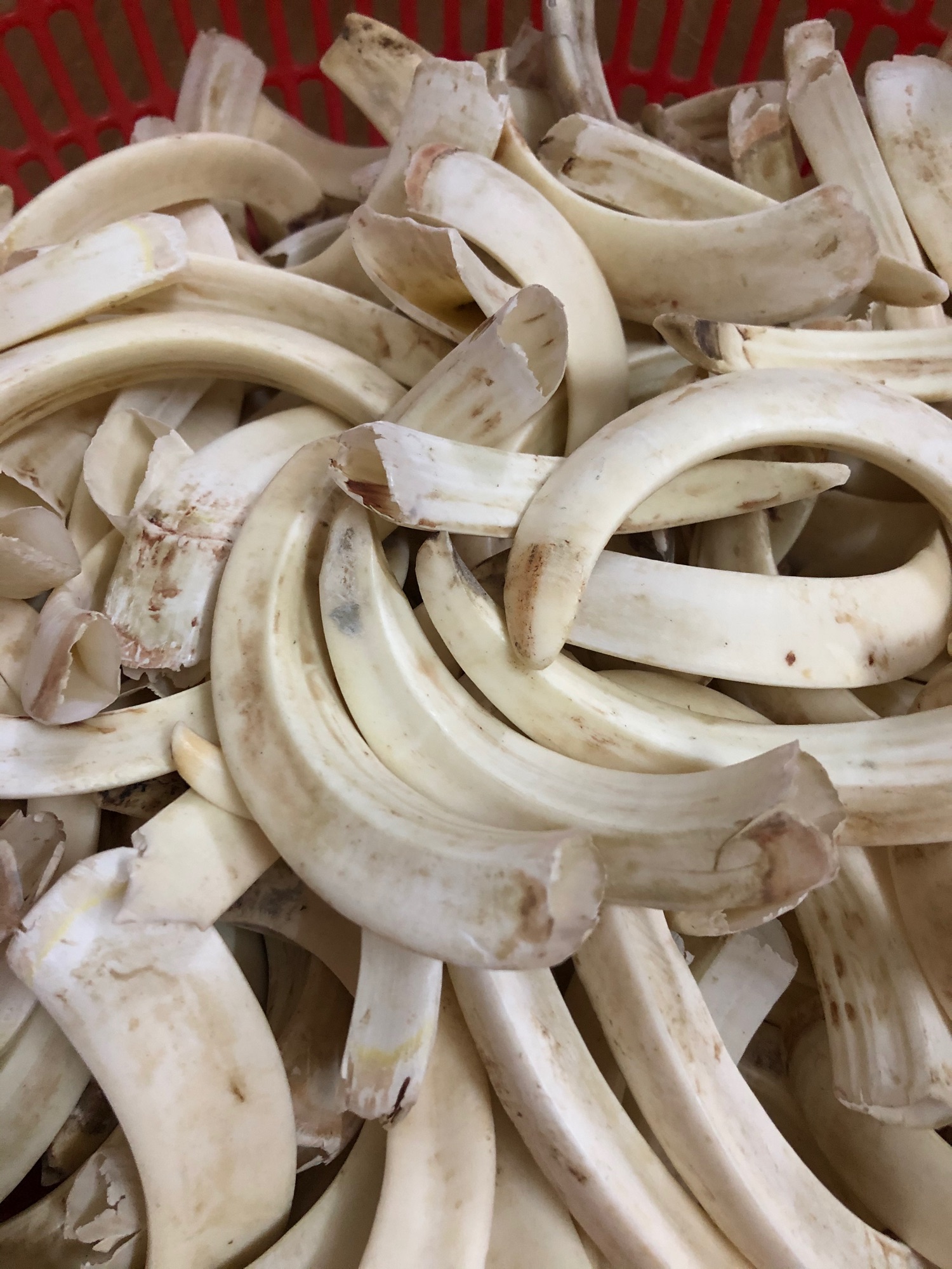 Nanh heo tự nhiên( nanh to lớn)