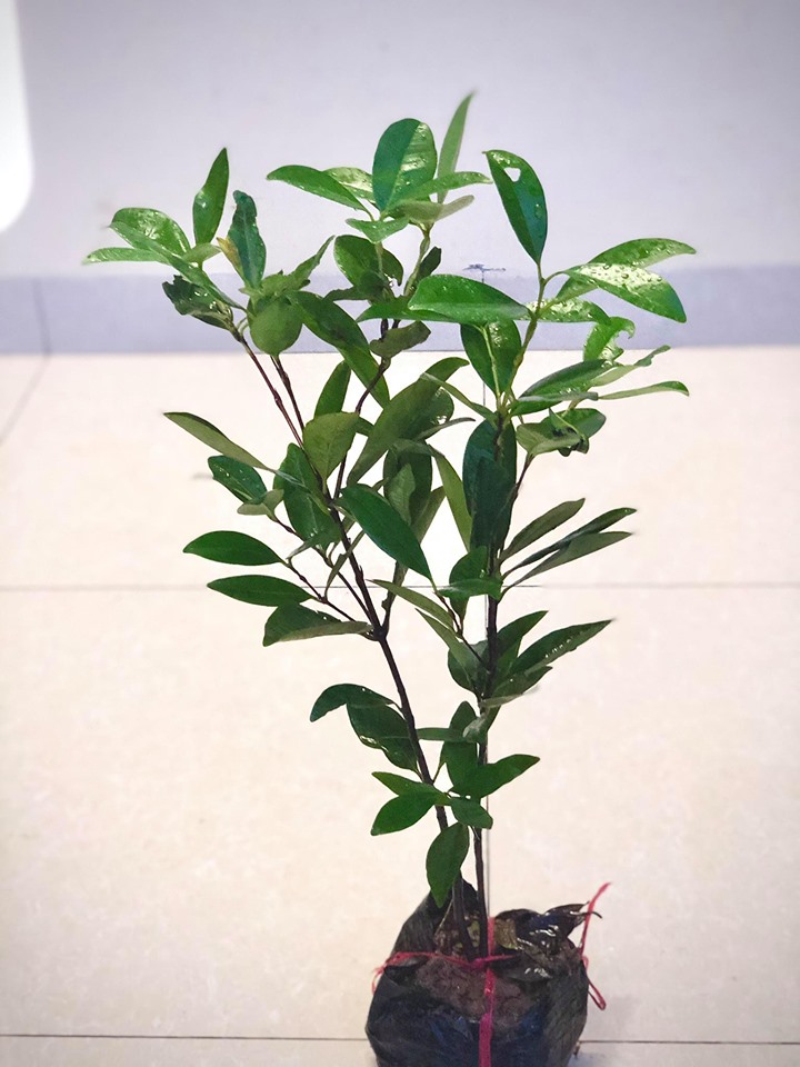 Cây cherry brazil nhiệt đới size trung cao 50 cm