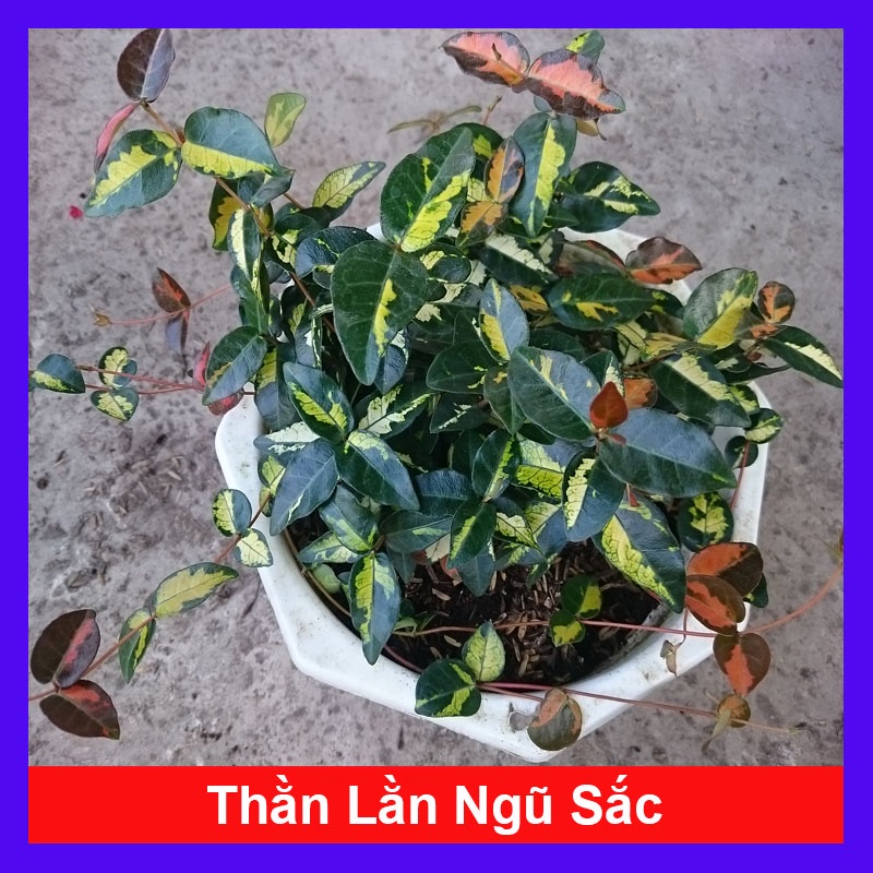 Cây thằn lằn ngũ sắc - cây cảnh sân vườn - cây cảnh mini - cây leo tường - hkpq