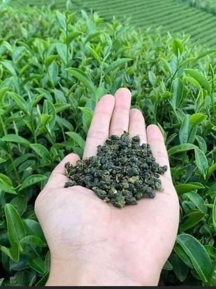 Trà Ôlong (Oolong) Sữa Thượng Hạng Mộc Sơn nguyên búp trà Olong được chọn lọc | Nước Trà sáng đep