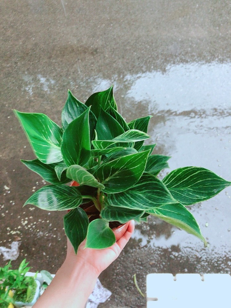 Cây Trầu Bà Đế Vương Sọc