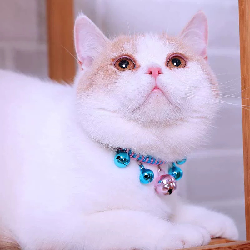 vòng cổ nhiều chuông (chuông lớn) dành cho chó mèo - T3 PETS SHOP