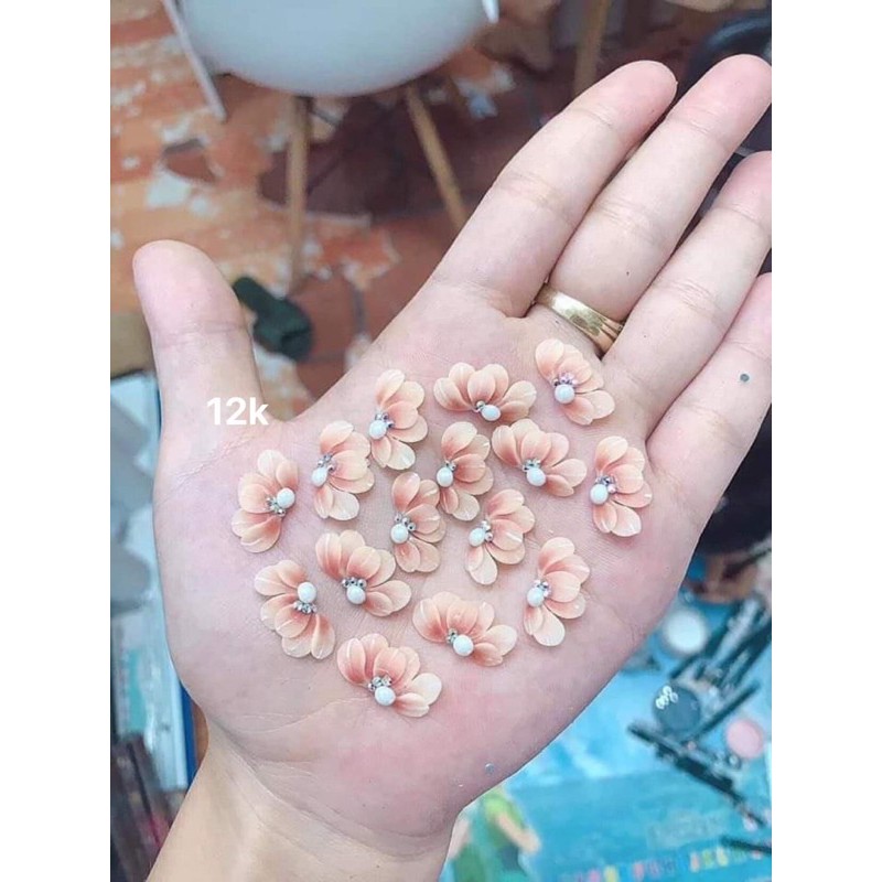 hoa bột cúc ruby