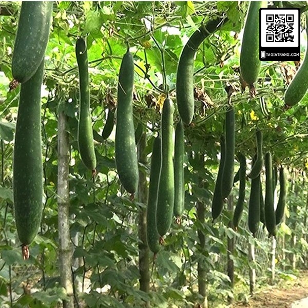 Hạt giống bí sặt cao sản (bí xanh)