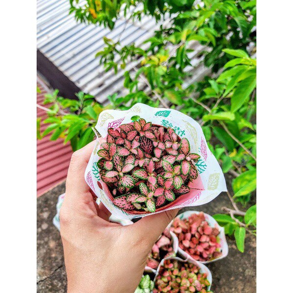Cây cẩm nhung , cỏ may mắn màu đỏ