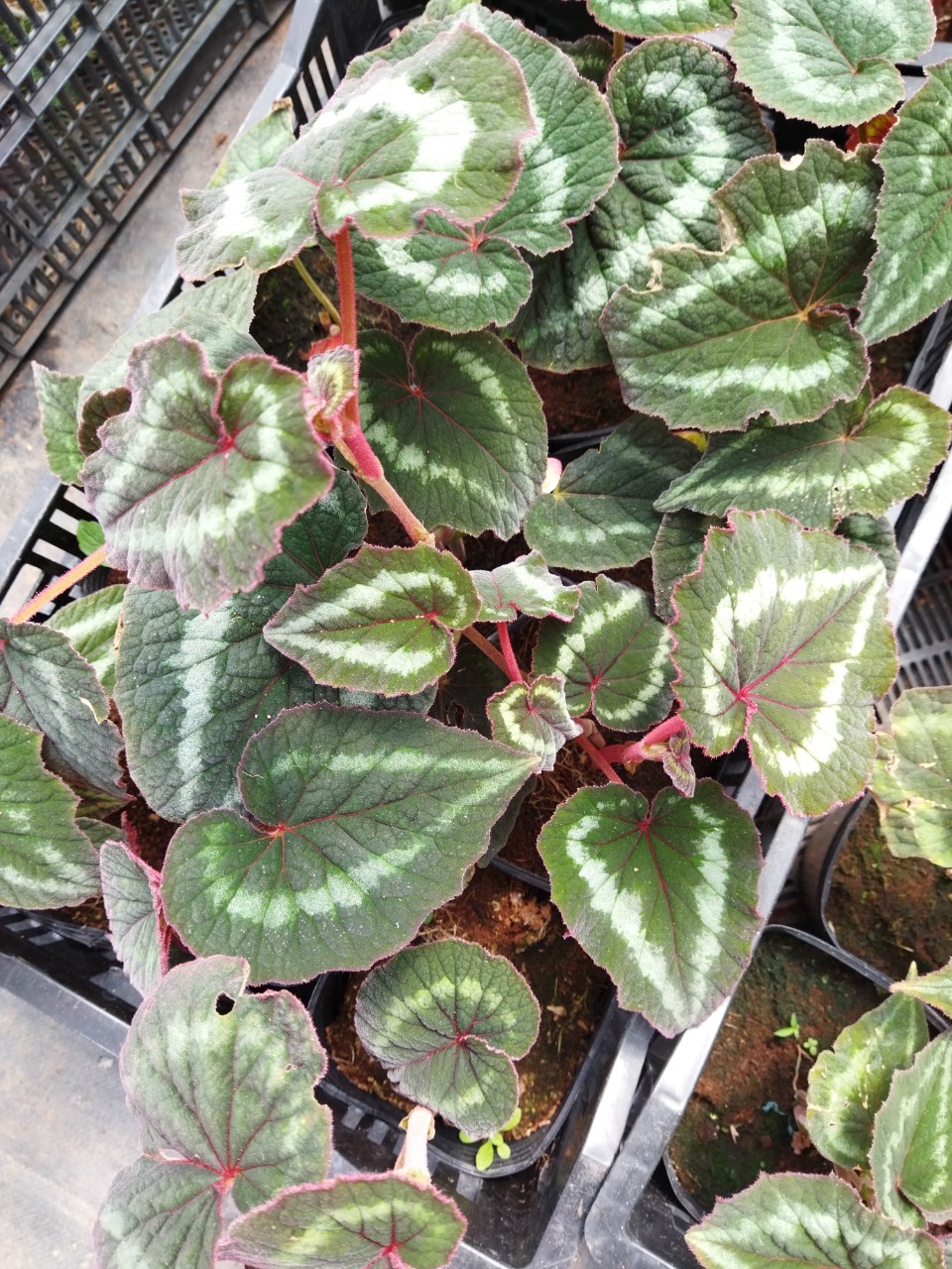 Thu Hải Đường - Mắt Nai Begonia