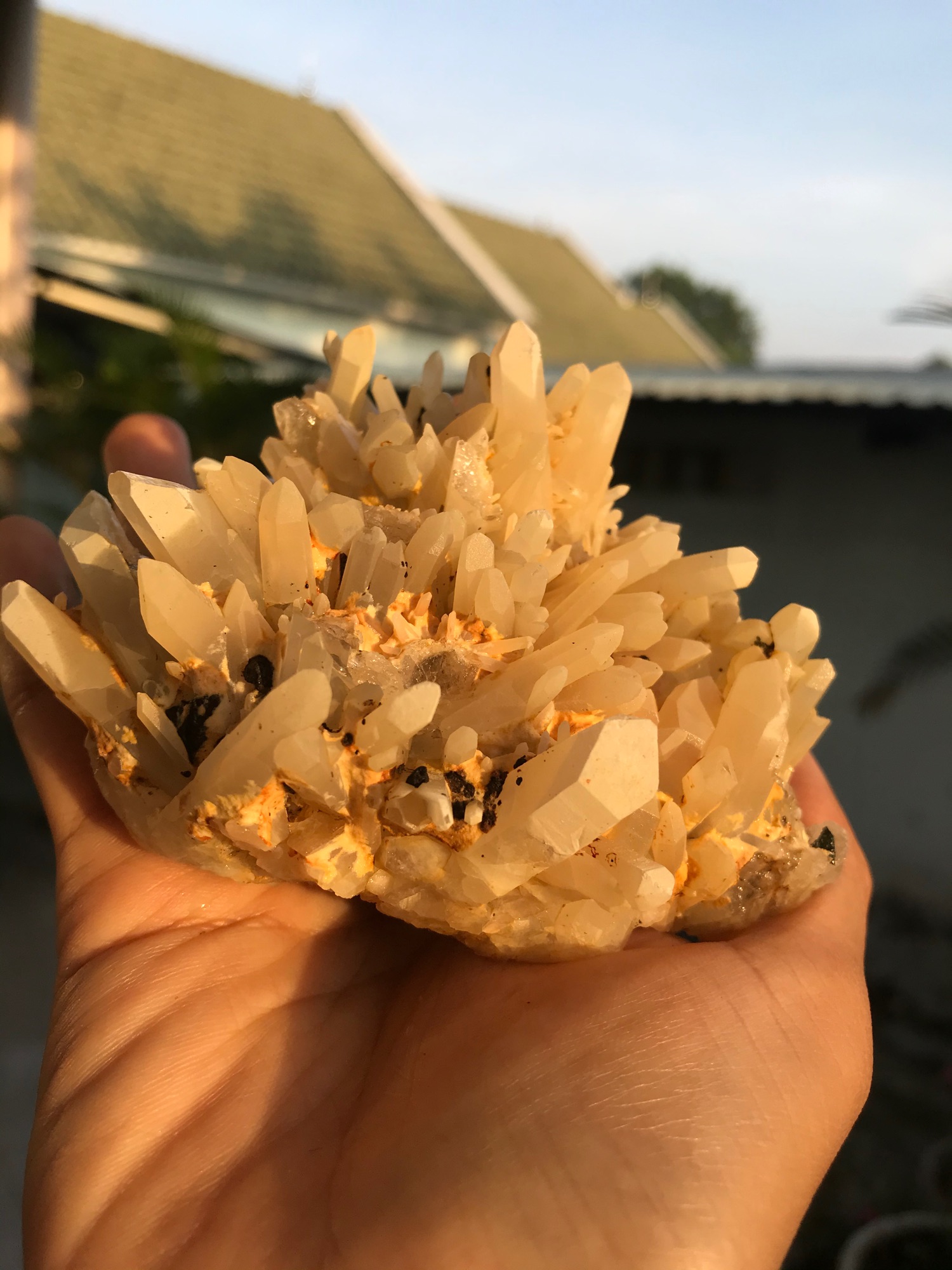 Bụi tinh thể đá Thạch Anh vàng nhím xù
