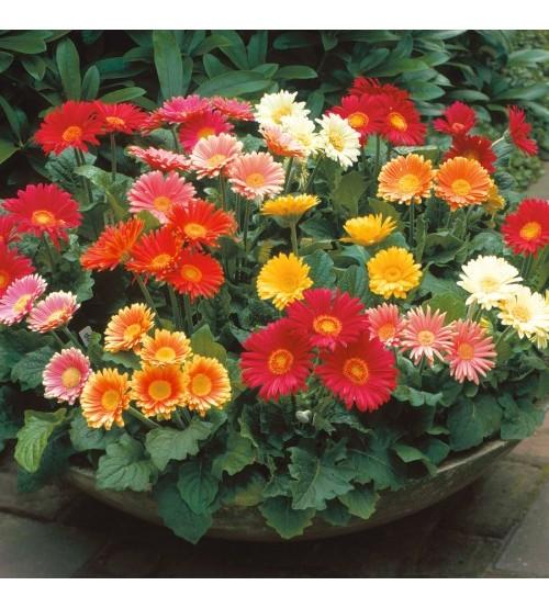 Hạt giống hoa đồng tiền nhiều màu