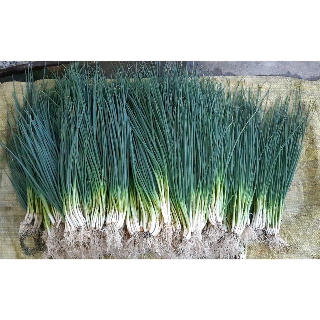 Hạt giống hành lá gốc trắng - gói 2 gram
